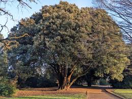 Image result for Abingdon Bowls Club