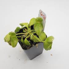 Attēlu rezultāti vaicājumam “Cephaloziella elachista macro”