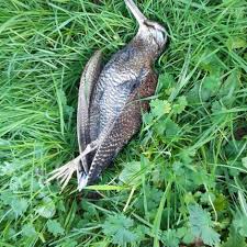Attēlu rezultāti vaicājumam “Scolopax rusticola nest”