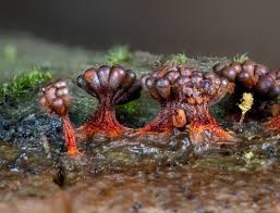 Attēlu rezultāti vaicājumam “Metatrichia vesparia spores”