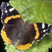 Attēlu rezultāti vaicājumam “Vanessa atalanta upperside”