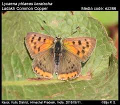 Attēlu rezultāti vaicājumam “Lycaena phlaeas male”