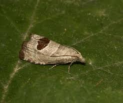 Attēlu rezultāti vaicājumam “Notocelia uddmanniana”