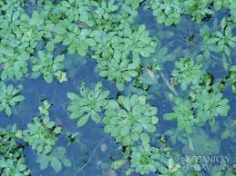 Attēlu rezultāti vaicājumam “Callitriche cophocarpa”