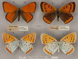 Attēlu rezultāti vaicājumam “Lycaena dispar underside”