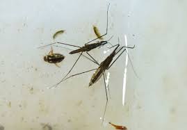 Attēlu rezultāti vaicājumam “Aquarius najas”