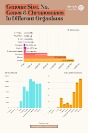 Image result for genome sizes