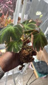 Attēlu rezultāti vaicājumam “Sphagnum austinii sporophyte”