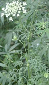 Attēlu rezultāti vaicājumam “Daucus sativus flower”