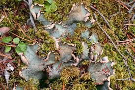 Attēlu rezultāti vaicājumam “Peltigera”