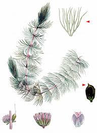 Attēlu rezultāti vaicājumam “Ceratophyllum submersum”