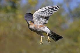 Attēlu rezultāti vaicājumam “Accipiter nisus male”