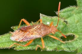 Attēlu rezultāti vaicājumam “Rhopalus maculatus”