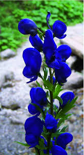 Image result for Aconitum napellus