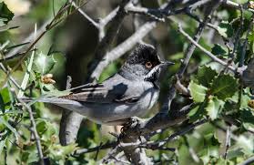 Image result for Sylvia rueppelli