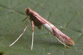 Attēlu rezultāti vaicājumam “Caloptilia stigmatella”