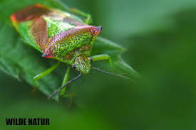 Attēlu rezultāti vaicājumam “Acanthosoma haemorrhoidale”