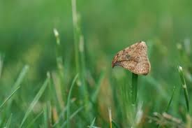 Attēlu rezultāti vaicājumam “Drepana falcataria”