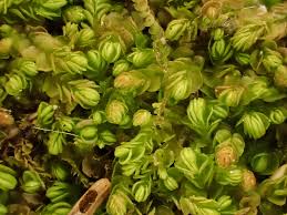 Attēlu rezultāti vaicājumam “Nardia scalaris”