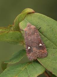 Attēlu rezultāti vaicājumam “Eupsilia transversa”