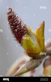 Attēlu rezultāti vaicājumam “Populus x canadensis male flower”
