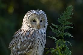 Attēlu rezultāti vaicājumam “Strix uralensis adult”