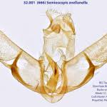 Attēlu rezultāti vaicājumam “Semioscopis avellanella”