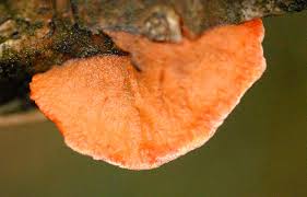 Attēlu rezultāti vaicājumam “Pycnoporus cinnabarinus”