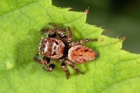 Attēlu rezultāti vaicājumam “Evarcha falcata male”