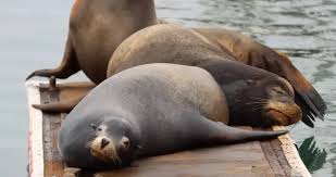 Image result for Zalophus californianus