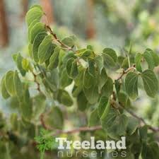 Attēlu rezultāti vaicājumam “Arthonia byssacea”