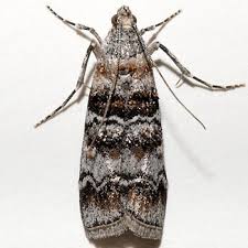 Attēlu rezultāti vaicājumam “Dioryctria abietella”