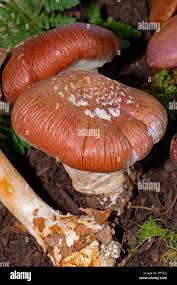 Attēlu rezultāti vaicājumam “Cortinarius praestans”