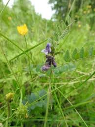 Attēlu rezultāti vaicājumam “Vicia sepium leaf”