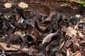 Attēlu rezultāti vaicājumam “Ionomidotis irregularis”