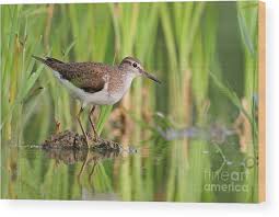 Attēlu rezultāti vaicājumam “Actitis hypoleucos”