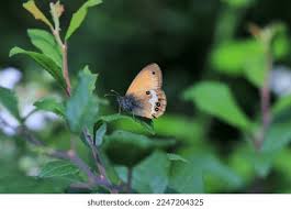 Attēlu rezultāti vaicājumam “Coenonympha arcania underside”