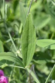 Attēlu rezultāti vaicājumam “Lathyrus latifolius leaf”