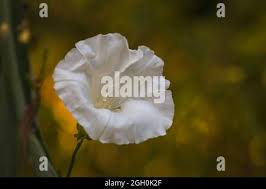 Attēlu rezultāti vaicājumam “Calystegia inflata flower”
