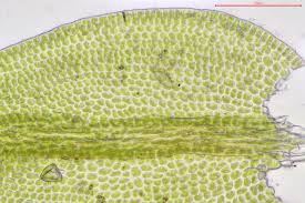 Attēlu rezultāti vaicājumam “Pseudoleskeella nervosa”