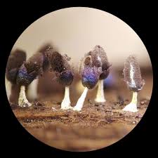 Attēlu rezultāti vaicājumam “Diachea leucopodia spores”