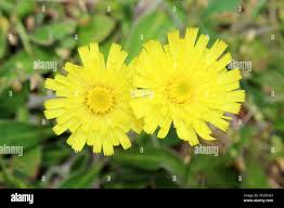 Attēlu rezultāti vaicājumam “Pilosella officinarum flower”
