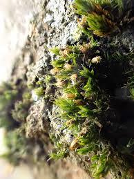 Attēlu rezultāti vaicājumam “Orthotrichum diaphanum”