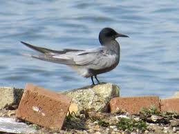 Attēlu rezultāti vaicājumam “Chlidonias niger”