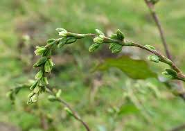 Attēlu rezultāti vaicājumam “Persicaria hydropiper”