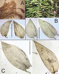 Attēlu rezultāti vaicājumam “Taxiphyllum wissgrillii”
