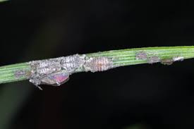 Attēlu rezultāti vaicājumam “Schizolachnus pineti”