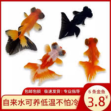 Image result for 金魚