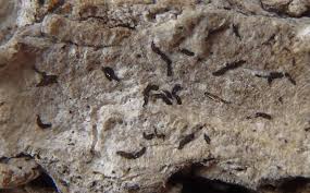 Attēlu rezultāti vaicājumam “Opegrapha rufescens”