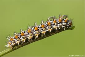 Attēlu rezultāti vaicājumam “Melitaea didyma”